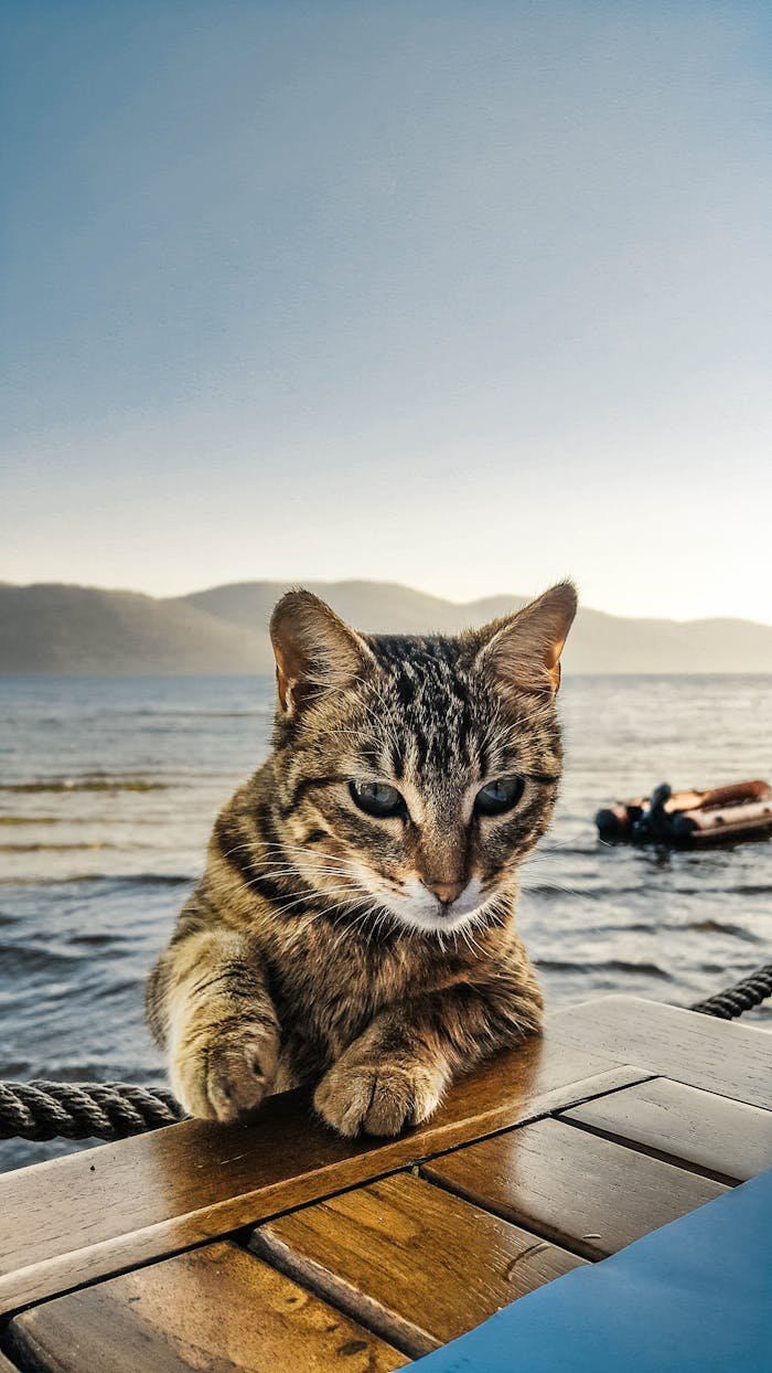 A curious tabby cat poses by a tranquil lake with mountains in the background.