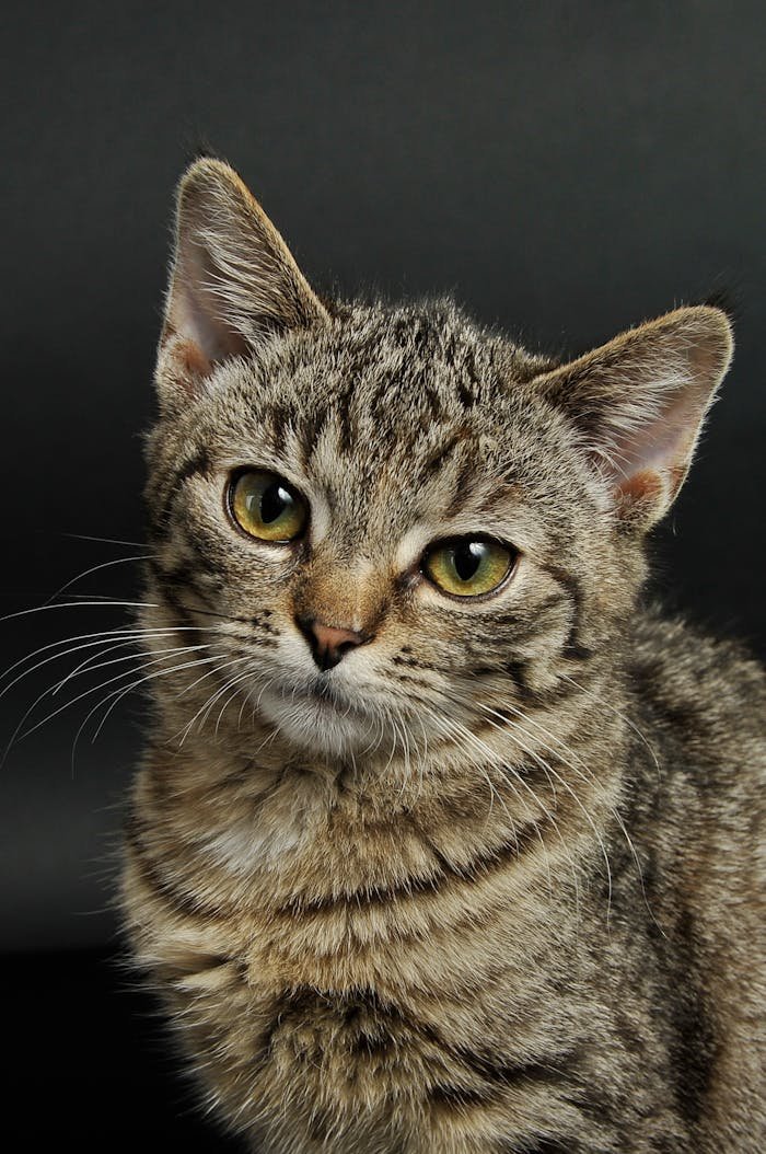 Charming close-up of a young tabby cat with striking eyes and soft fur.