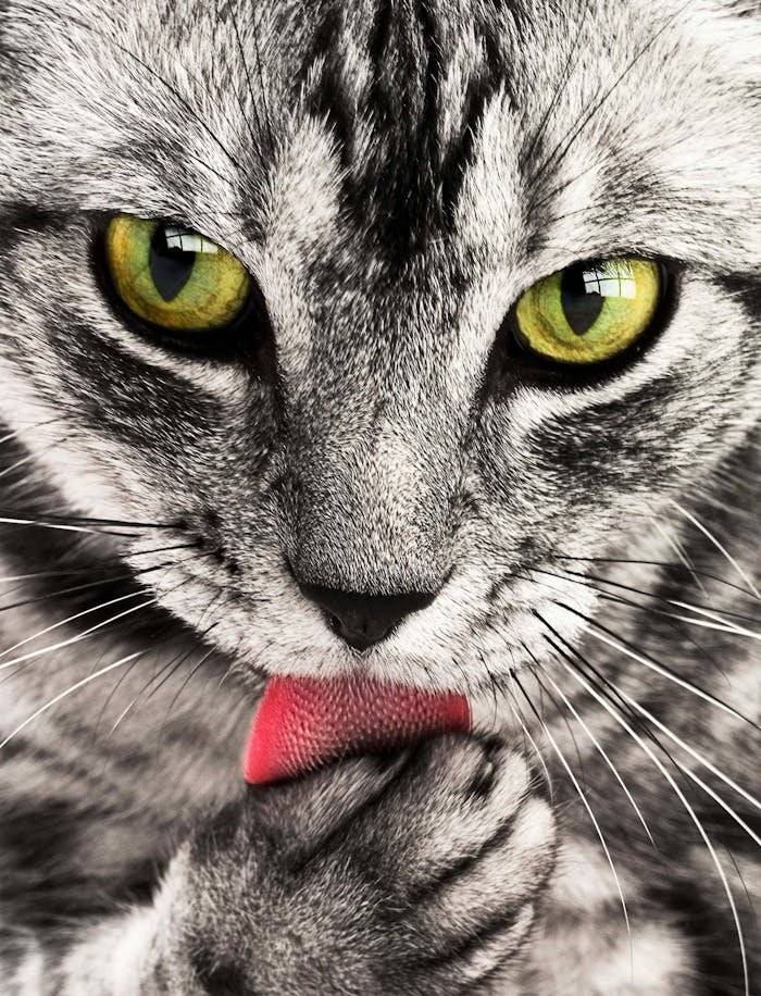 A detailed close-up shot of a grey and white cat licking its paw while looking directly at the camera.
