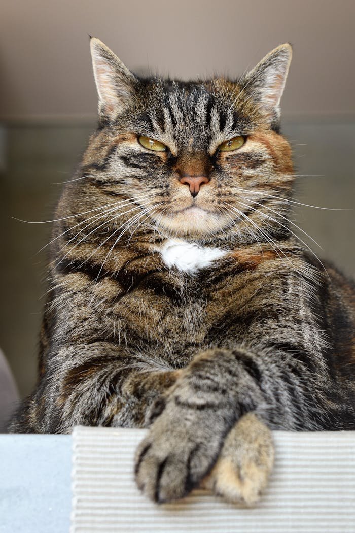 Close-up of a proud tabby cat indoors, exuding personality and charm.